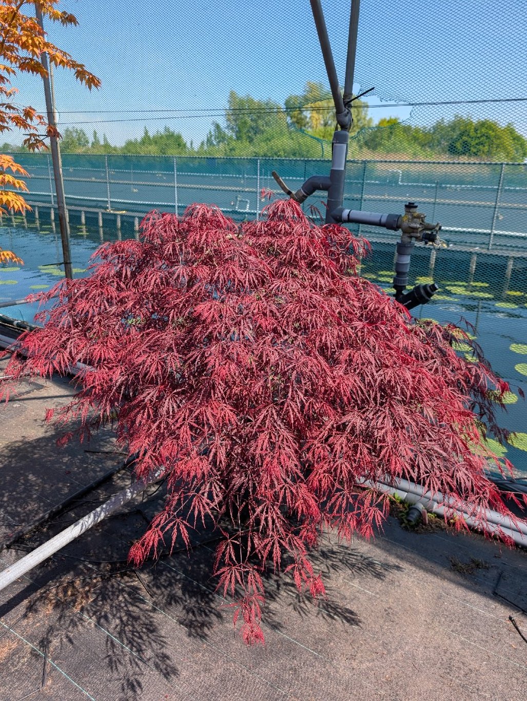 Acer pal. 'Tamukeyama' - 80 CM Stem C30